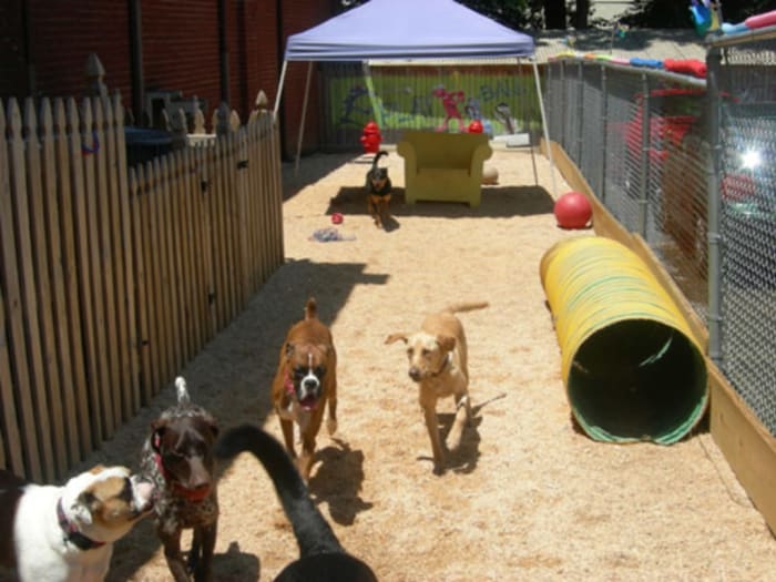 Boarding for Cats & Dogs, Baltimore