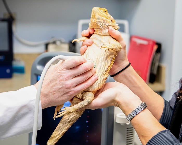 Avian Exotic Pet Care In Baltimore Avian Exotic Pet Care In Baltimore
