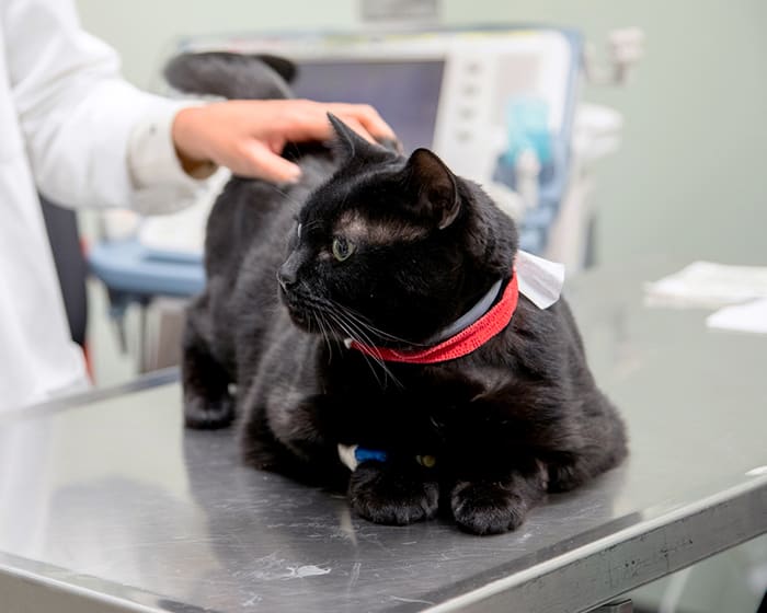 Geriatric Care for Pets, Baltimore