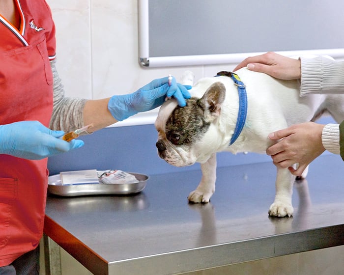 Puppy Vaccinations: When to Get Them and Why