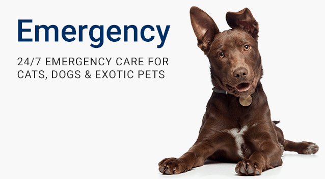 24/7 Emergency Services at Falls Road Animal Hospital